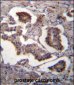 GUF1 Antibody (N-term)